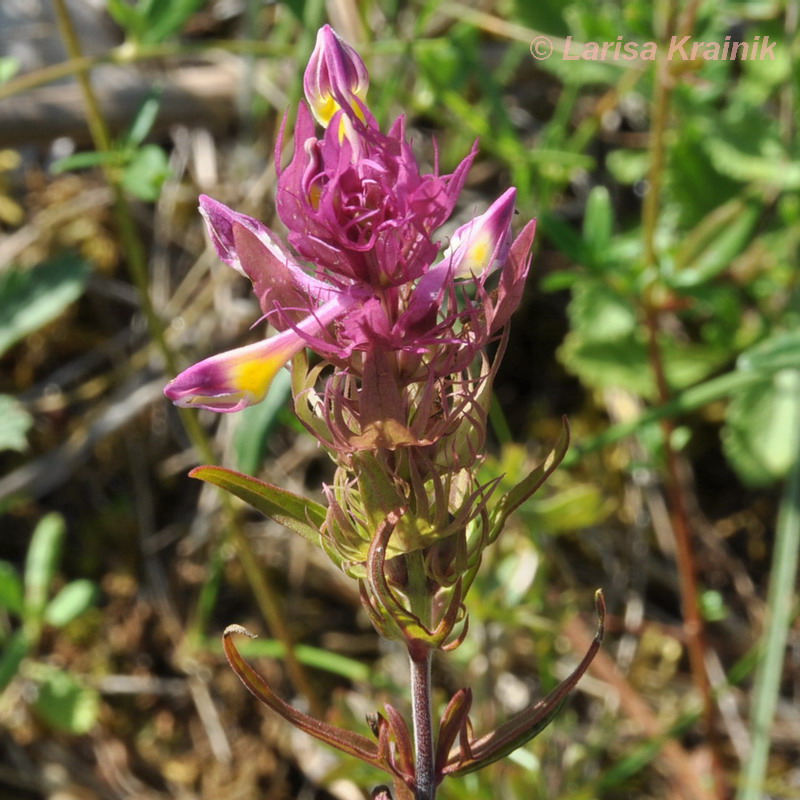 Image of Melampyrum arvense specimen.