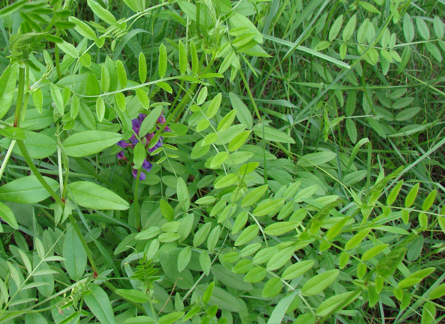 Изображение особи Vicia amoena.