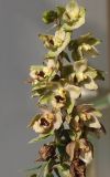 Epipactis helleborine