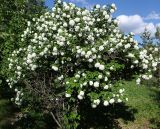 Viburnum форма roseum