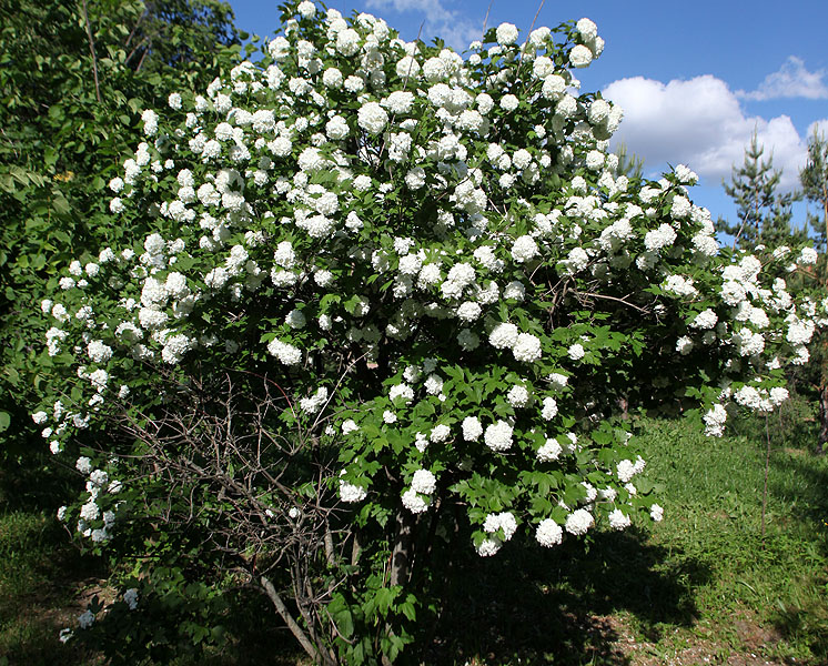 Изображение особи Viburnum opulus f. roseum.