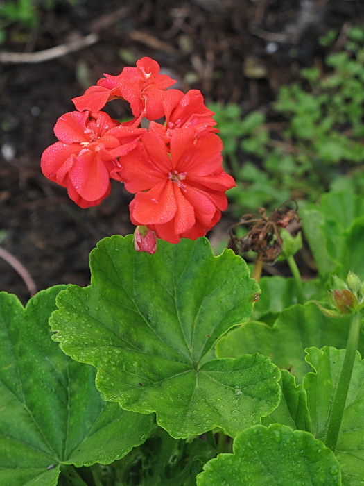 Изображение особи Pelargonium hortorum.