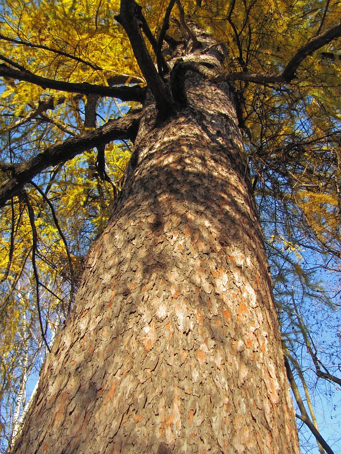 Изображение особи Larix decidua.