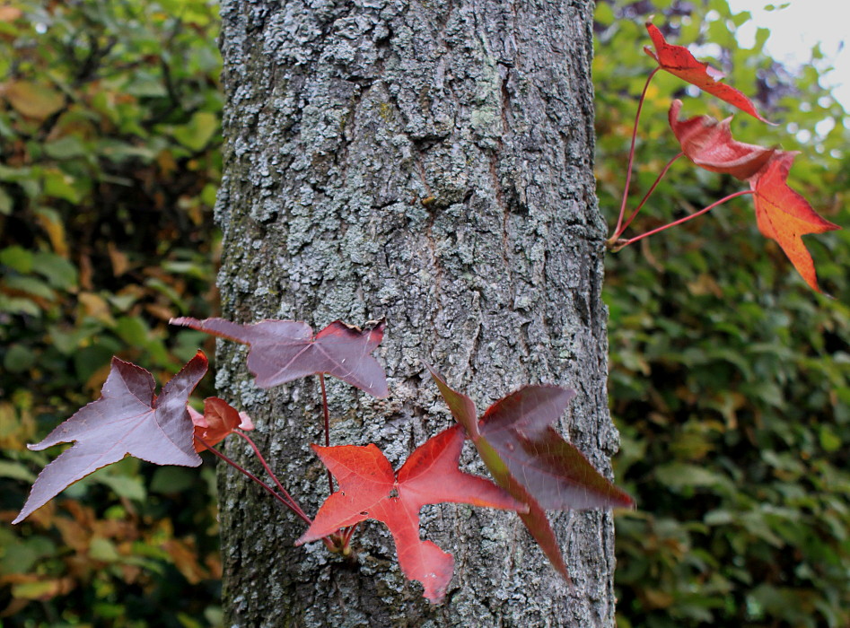 Image of Liquidambar styraciflua specimen.