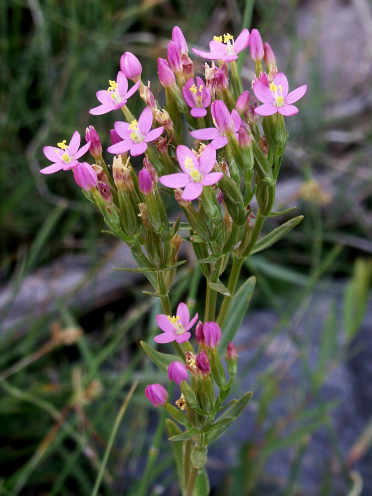 Изображение особи род Centaurium.