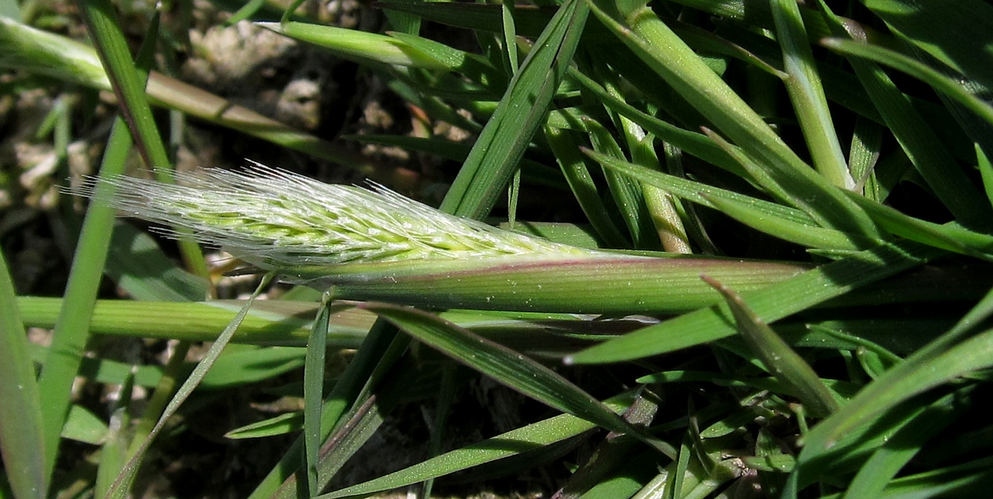 Изображение особи Polypogon maritimus.