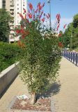 Erythrina humeana. Цветущее дерево. Израиль, г. Беэр-Шева, городское озеленение. Ноябрь 2008 г.