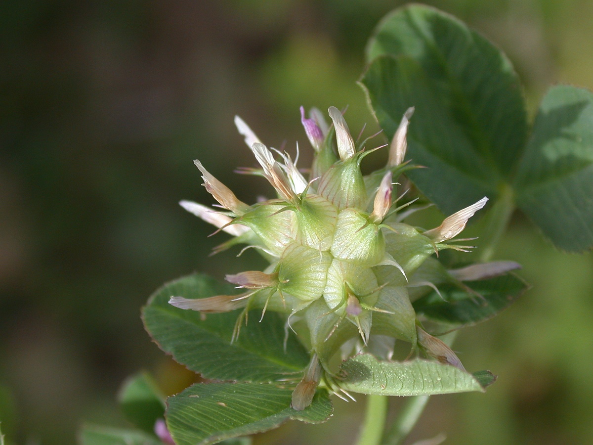 Изображение особи Trifolium spumosum.