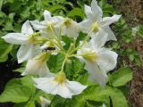 Solanum tuberosum