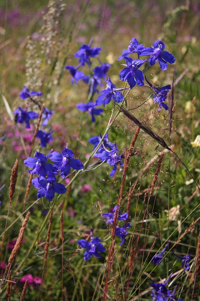 Изображение особи Delphinium grandiflorum.