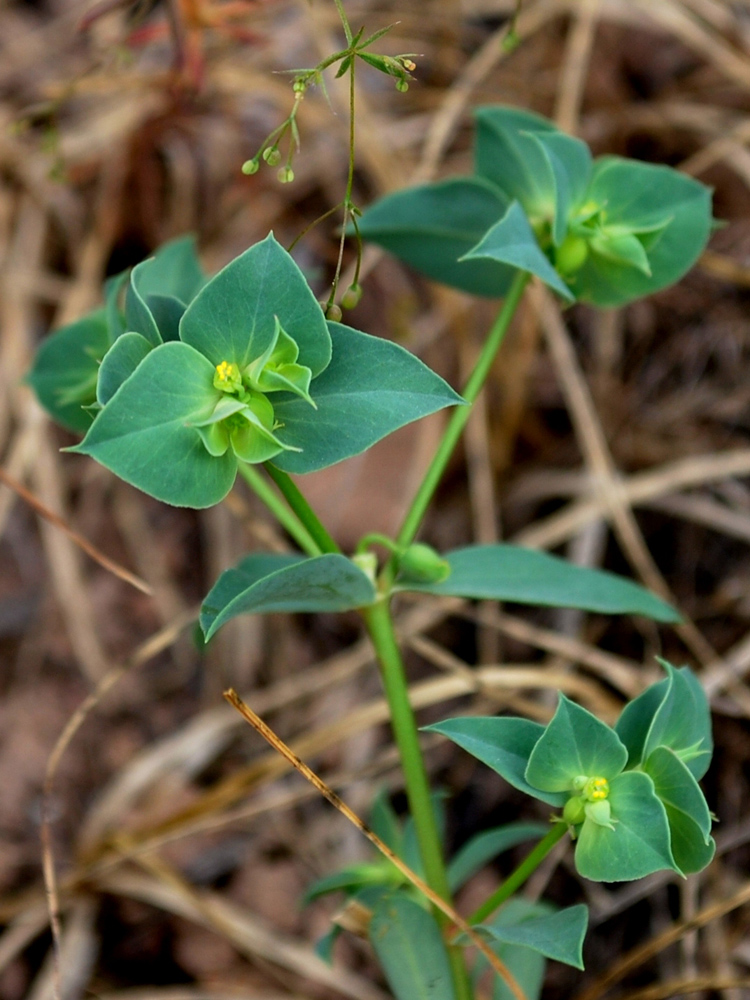 Image of Euphorbia falcata specimen.