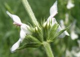 Stachys atherocalyx