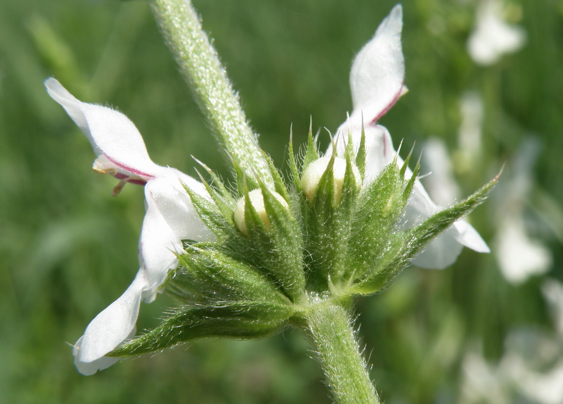 Image of Stachys atherocalyx specimen.