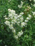 Filipendula vulgaris