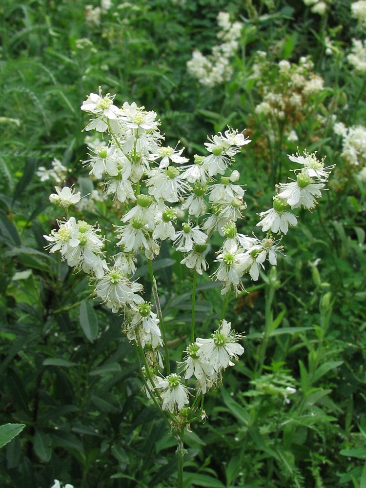 Изображение особи Filipendula vulgaris.