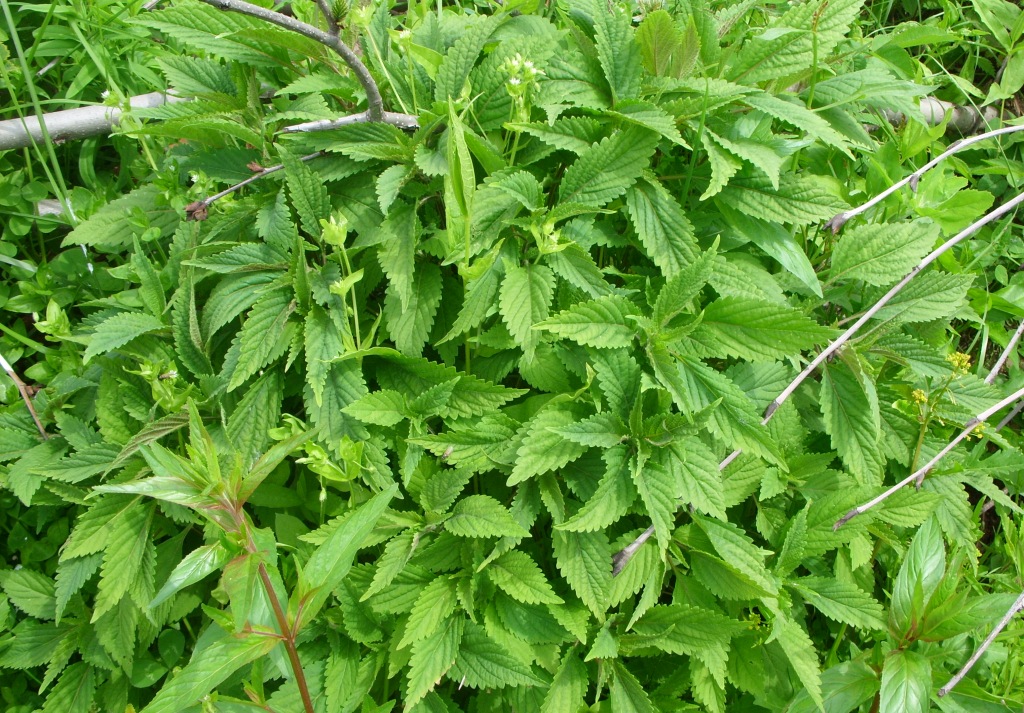 Image of Elsholtzia ciliata specimen.