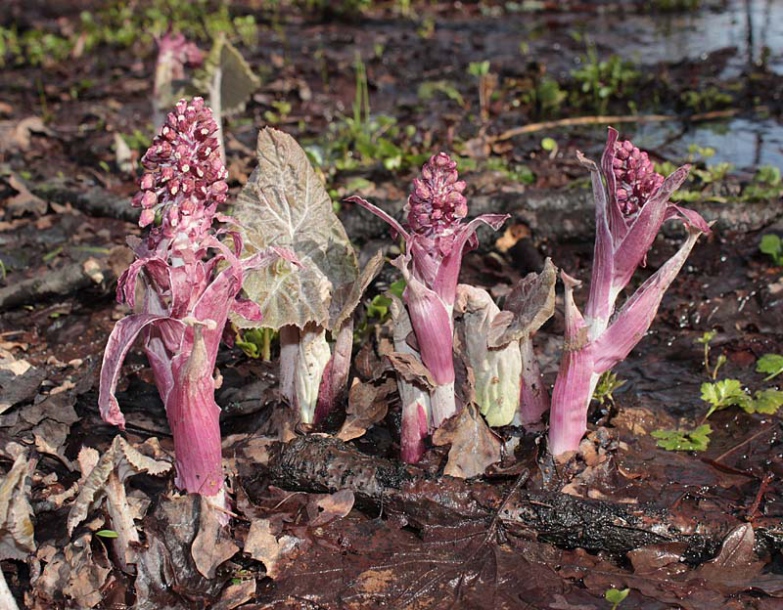 Image of Petasites hybridus specimen.