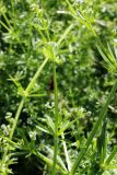 Galium aparine