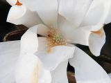 Magnolia stellata