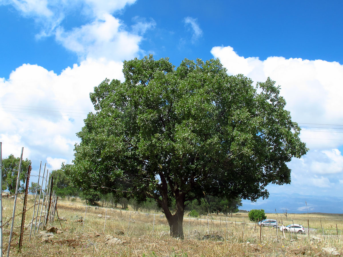 Image of Quercus ithaburensis specimen.