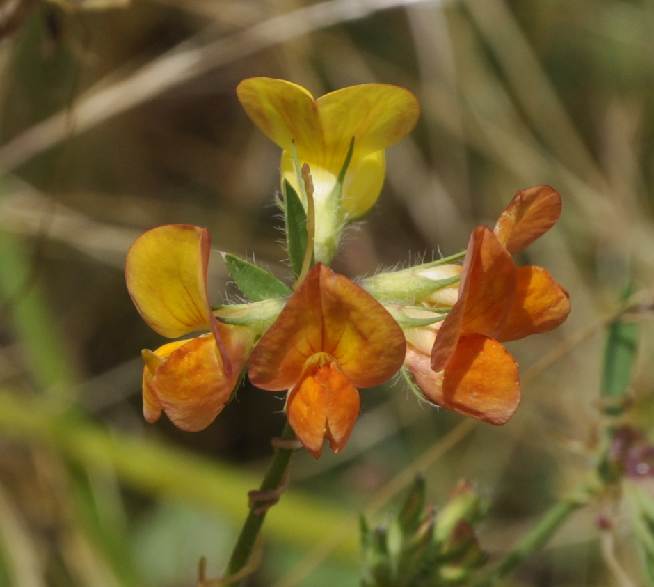 Image of genus Lotus specimen.