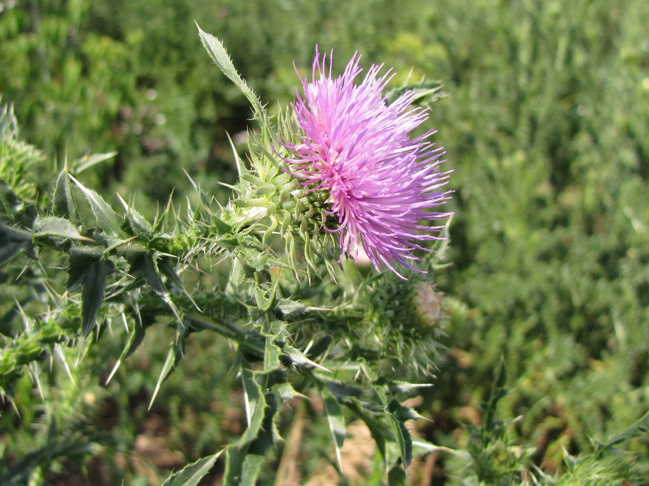 Изображение особи Carduus acanthoides.