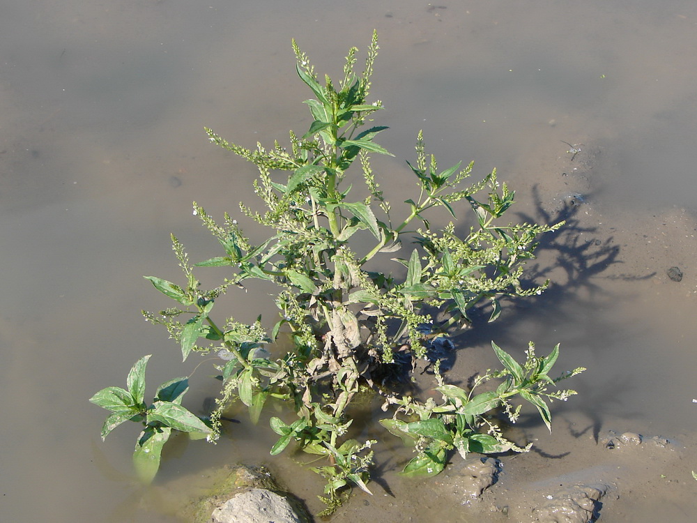 Изображение особи Veronica anagallis-aquatica.