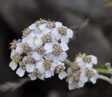 Achillea ambrosiaca