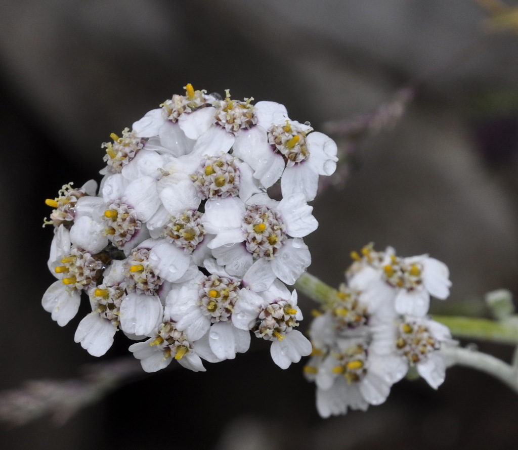 Изображение особи Achillea ambrosiaca.