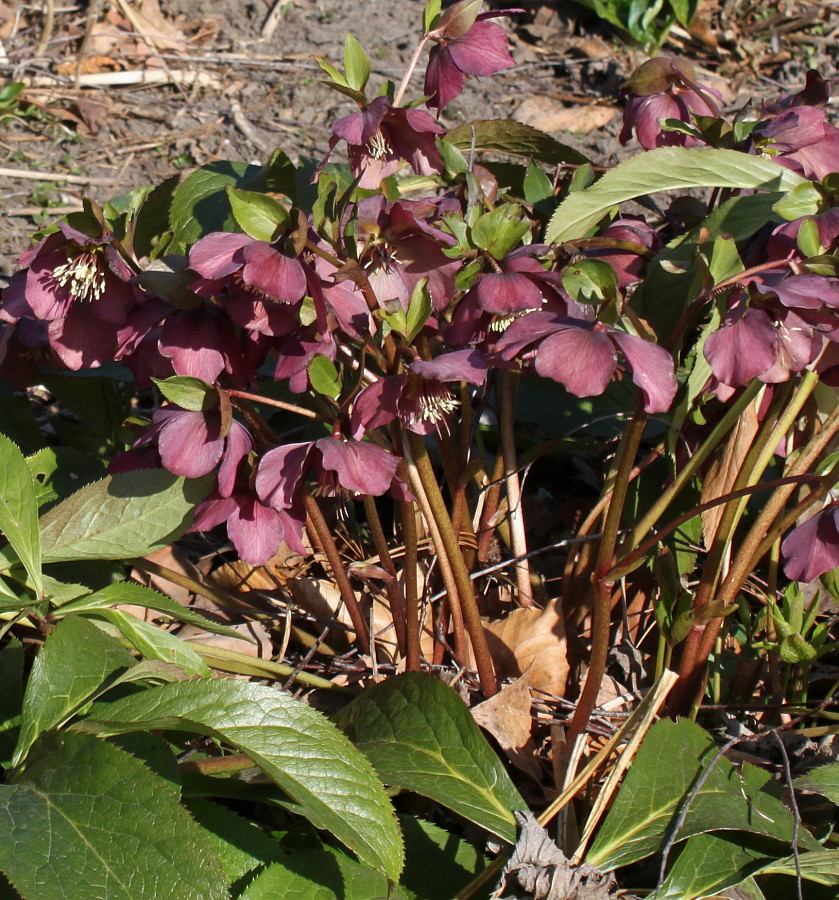 Image of Helleborus orientalis specimen.