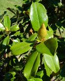 Magnolia grandiflora