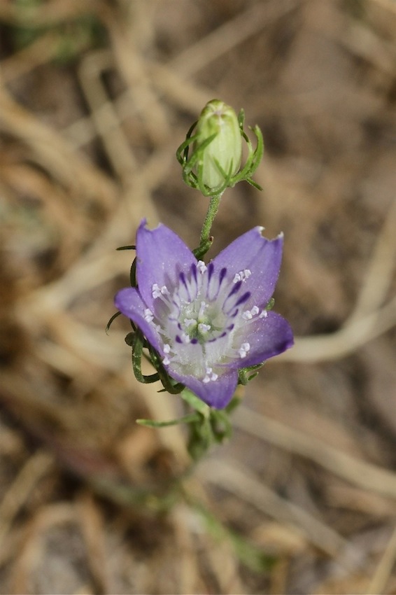 Изображение особи Nigella bucharica.