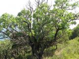 Pistacia mutica. Очень старое дерево. Краснодарский край, м.о. город-курорт Анапа, окр. пос. М. Утриш, прибрежный склон горы, фисташково-можжевеловое редколесье. 28.07.2013.