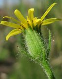 Senecio viscosus. Соцветие (вид со стороны обёртки). Архангельская обл., Вельский р-н, окр. г. Вельск, ст. Вага. 09.08.2013.