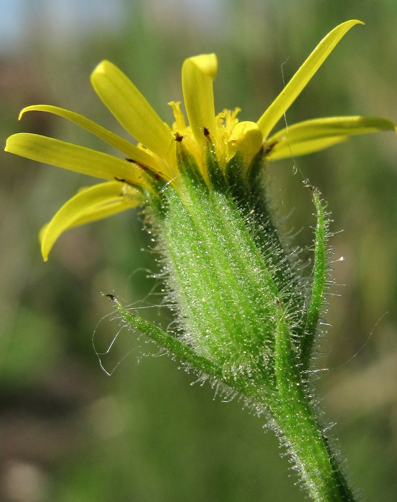 Изображение особи Senecio viscosus.