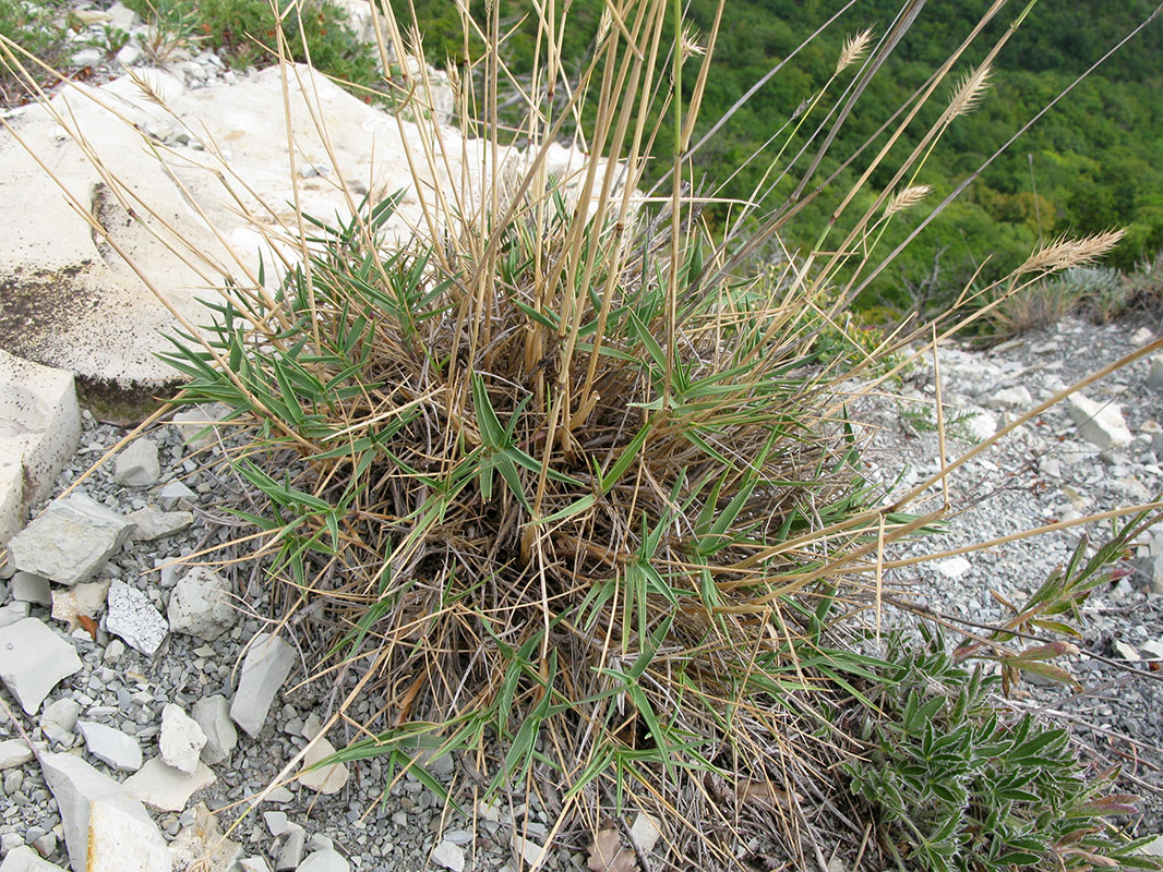 Изображение особи Agropyron pinifolium.