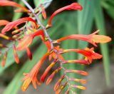 Crocosmia masoniorum