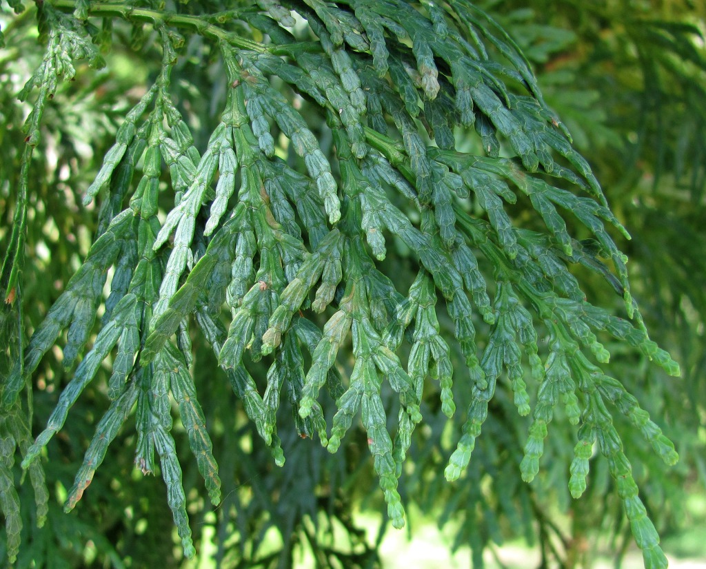 Image of Calocedrus macrolepis specimen.