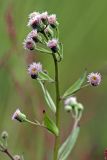 Erigeron uralensis