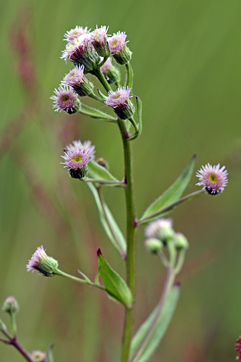 Изображение особи Erigeron uralensis.