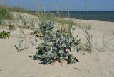 Eryngium maritimum