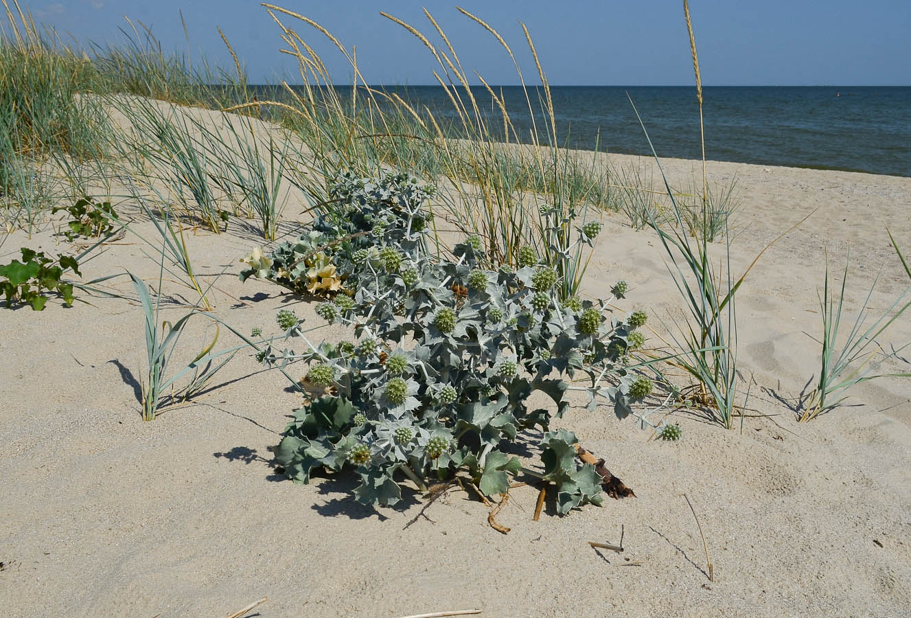 Изображение особи Eryngium maritimum.