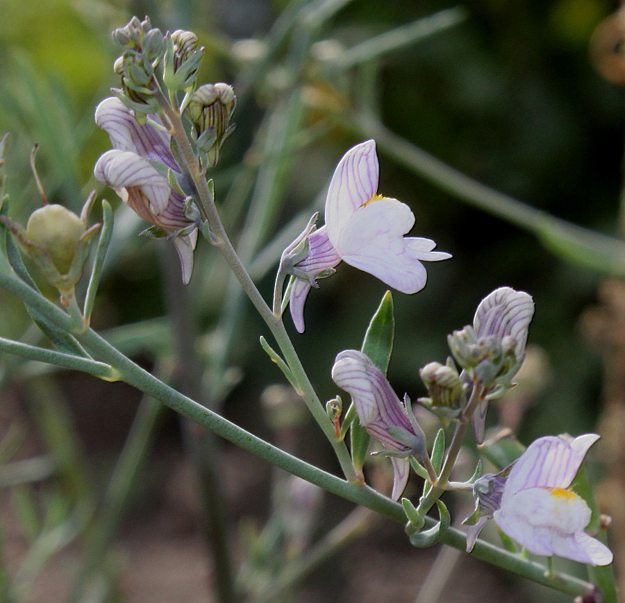 Image of Linaria repens specimen.