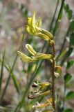 Astragalus flexus