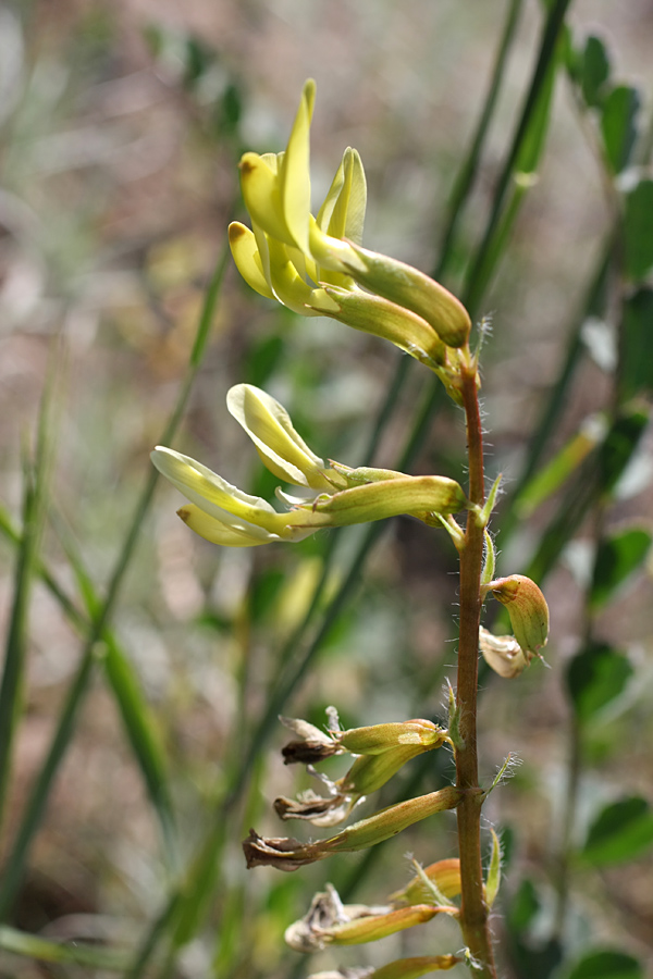 Image of Astragalus flexus specimen.