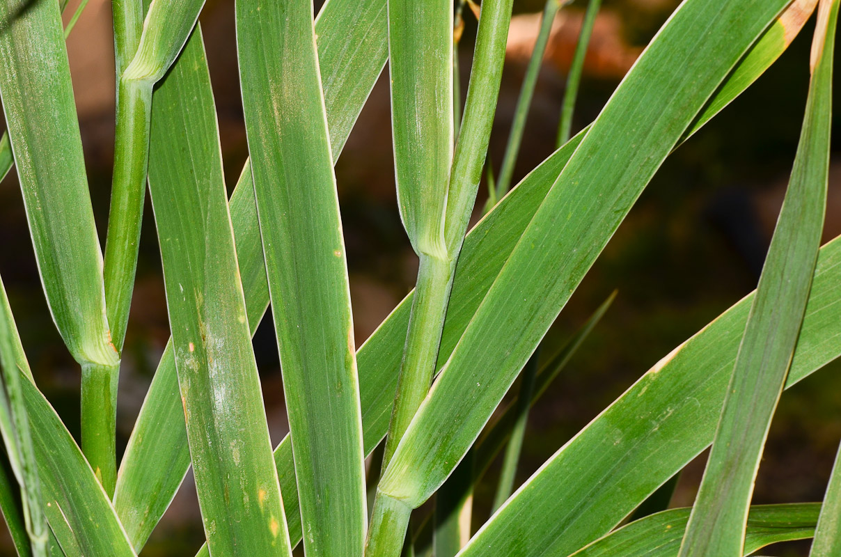 Image of Belamcanda chinensis specimen.