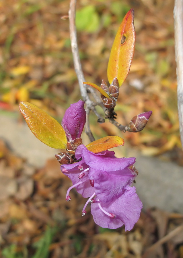 Изображение особи Rhododendron mucronulatum.