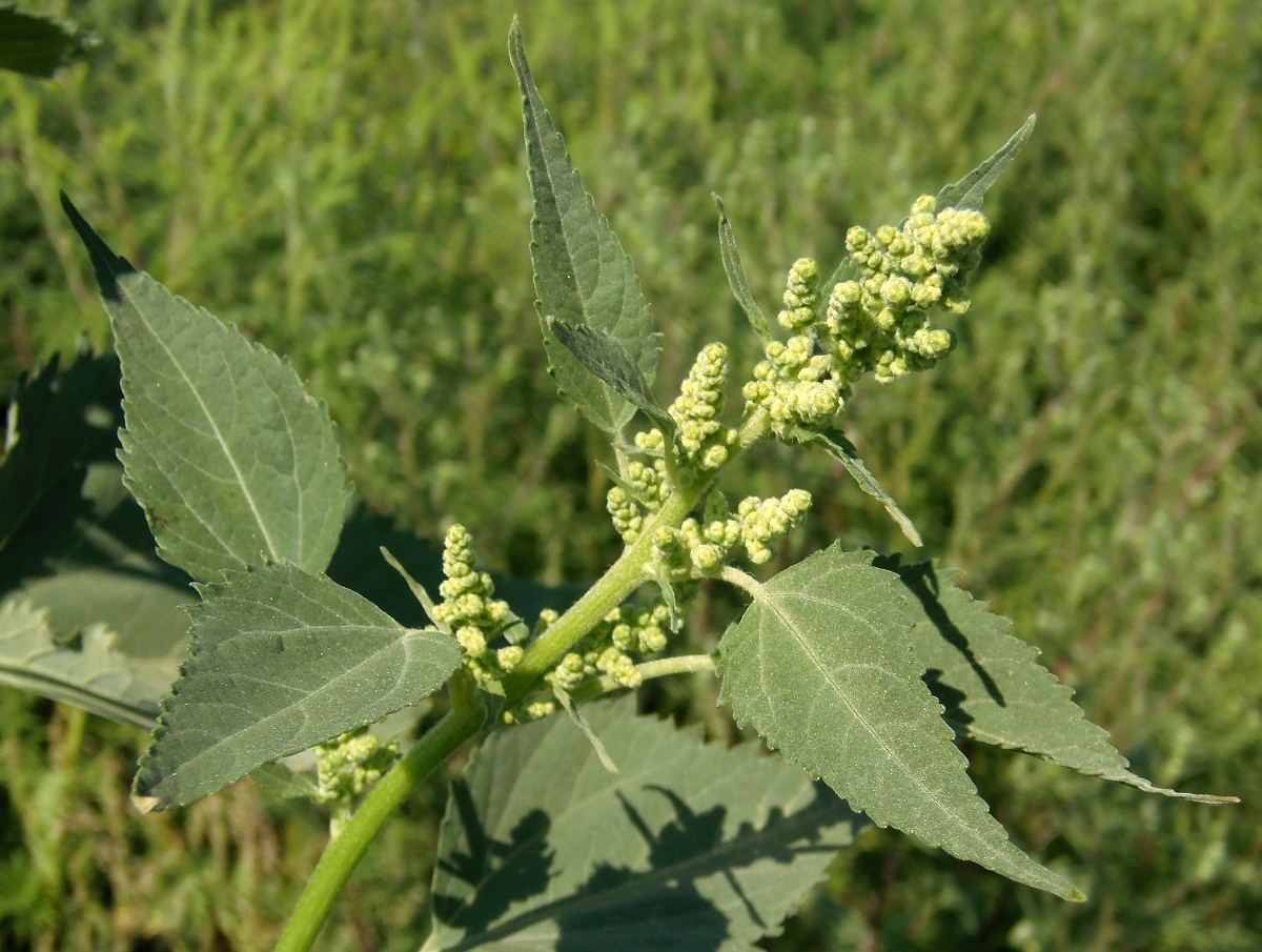 Изображение особи Cyclachaena xanthiifolia.