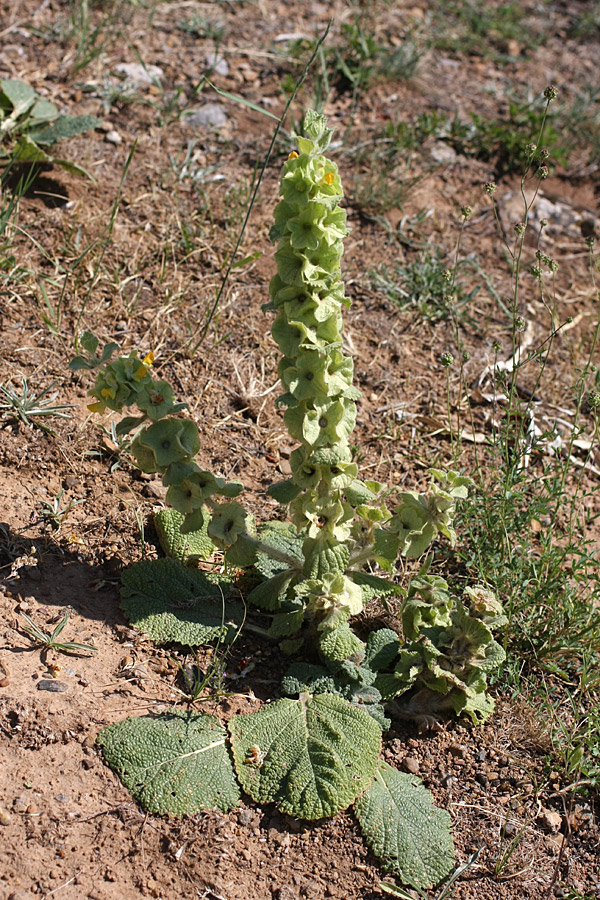 Изображение особи Eremostachys isochila.