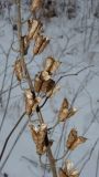 genus Aconitum